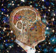 Brain