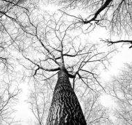 Branches 238379 620 copy
