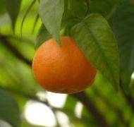 Mandarin 93684 620