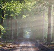 Road sun rays path