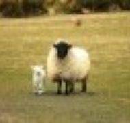 Sheep 751481 1280