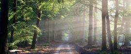 Road sun rays path