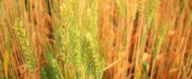 Wheat10