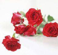 15805791770 6cc7cf184f k 1