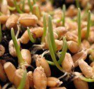 Seedlings 300x200