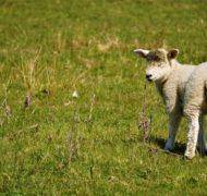 Sheep