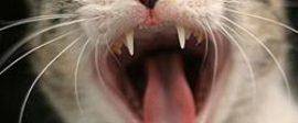 Jason Armstrong fangs square