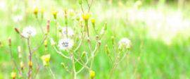 Dandelions postimage 105 0