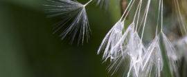 Seedpods