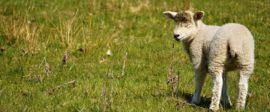 Sheep