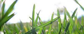 Stub leadership grass