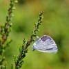 Holly blue celastrina argiolus butterfly butterflies 161046